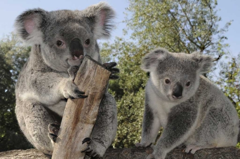 Una pareja de koalas. | Marga Estebaranz