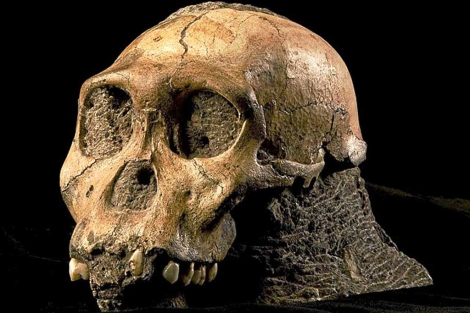 Cráneo de un 'Australopithecus', de hace casi tres millones de años.| 'Science'