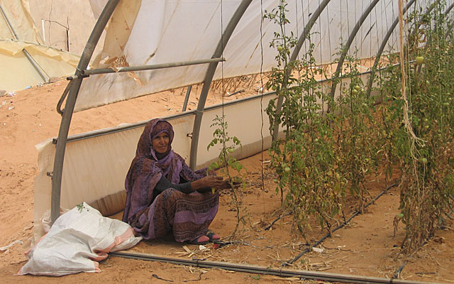 Una mujer saharaui trabaja en el único huerto de Dajla. | R. Q.