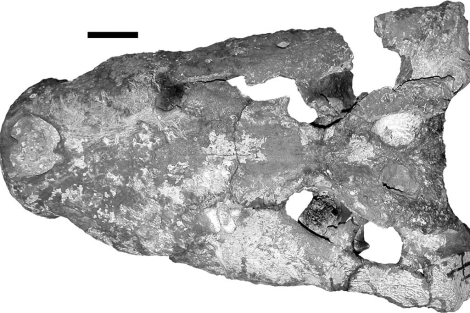 Fósil del cráneo del 'Crocodylus thorbjarnarsoni'. | C. Bronchu