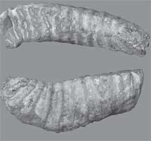 Fósiles del mamut enano.| 'Proceedings Royal B'