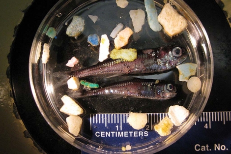 Peces y pequeos trozos de plstico recolectados durante una expedicin. | Scripps Institution of Oceanography