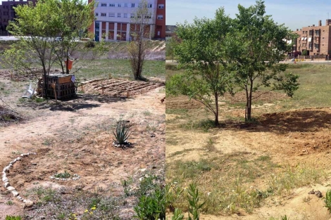 El huerto, antes (izda.) y después de la actuación del Ayuntamiento.
