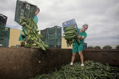 Trabajadores de una cooperativa tirando la cosecha hace un ao. | E.M.