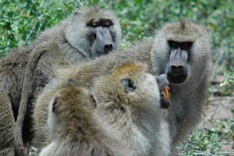 Grupo de babuínos usados para el estudio. | PNAS