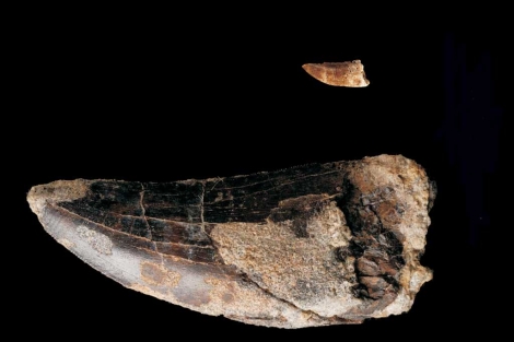 Dos dientes de dinosaurios encontrados en Riodeva. | Fundación Dinópolis