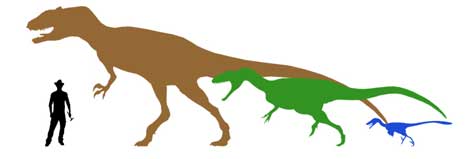 Comparativa del tamaño de los tres grupos de dinosaurios con el ser humano. |Dinópolis