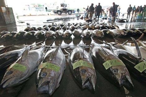 Atunes pescados en el Pacfico tras la crisis de Fukushima. | AFP