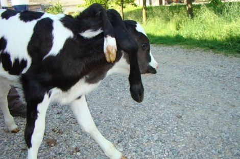 Expectación por el nacimiento de una ternera con seis patas en una granja de  Lleida | Barcelona 