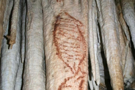 Focas pintadas hace 42.000 aos en la cueva de Nerja. | Efe