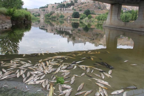 Miles de peces han aparecido muertos en Toledo. | Roberto Colino