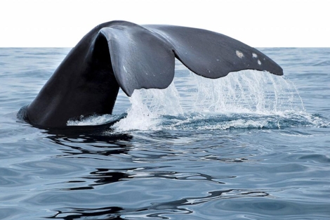 Cola de una ballena en la Pennsula de Valds (Argentina). | EM