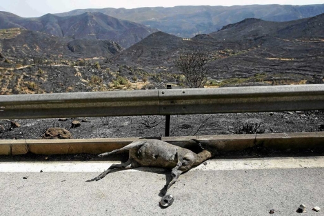 Un animal calcinado en un borde de la carretera de Dos Aguas. | Reuters