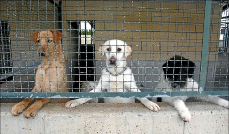Más adopciones y menos abandonos de animales pese a la época de crisis Madrid | elmundo.es