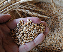 Granos de trigo tras la cosecha.