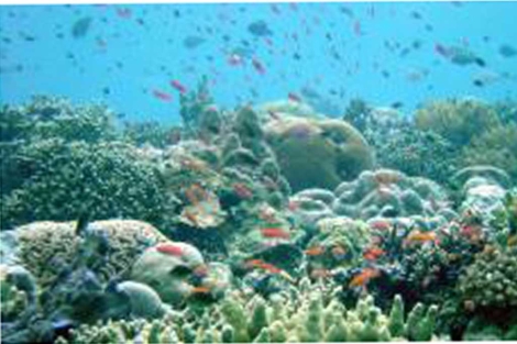 Arrecife de Coral en Indonesia. | Science