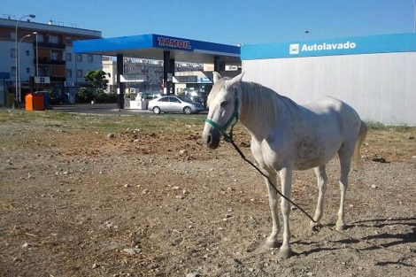 Uno de los caballos abandonados en un solar pblico de Jerez. | A. L.