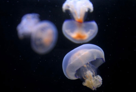 Imagen de archivo de medusas. | EM