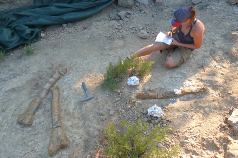 Una paleontloga inspecciona uno de los restos hallados.