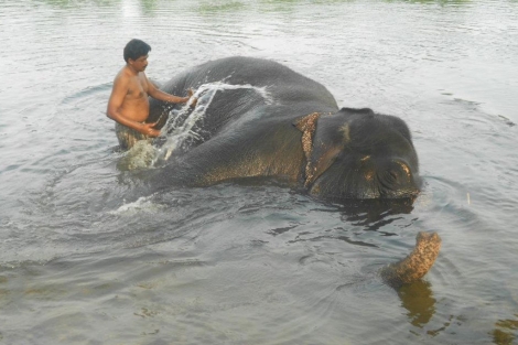 Un elefante asitico disfruta de su bao en un centro del estado indio de Kerala. | T.Guerrero