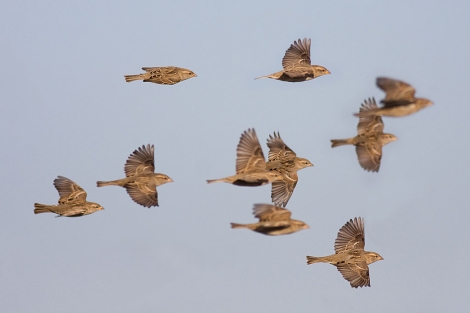 Aves paseriformes en migración. | John Wright (Migres)
