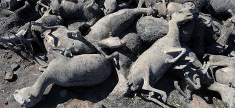 Medio millar de ovejas fallecieron calcinadas en Darnius. | Afp