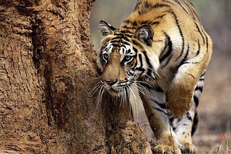 Tigre de Bengala. | El Mundo