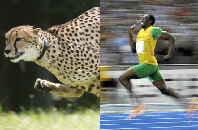 Un guepardo y el atleta Usain Bolt. | C. Sharp/AFP