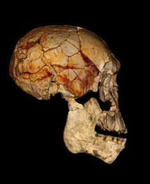 Combinación del cráneo 'KNM-ER 1470', (hallado en1972), y la nueva mandíbula, de la misma especie. | F. Spoor