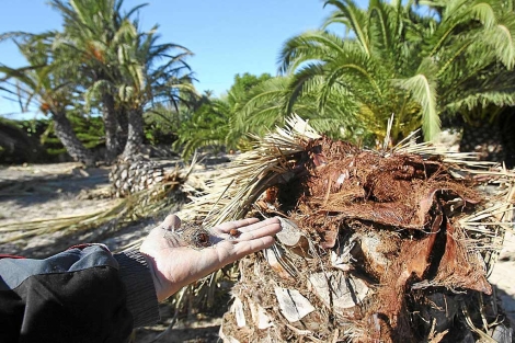 Un hombre exhibe un ejemplar de picudo rojo ante restos de una palmera afectada. | E. Caparrs