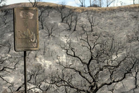 Un bosque arrasado tras el incendio forestal en Sierra Negra (Con, Mlaga). | Efe