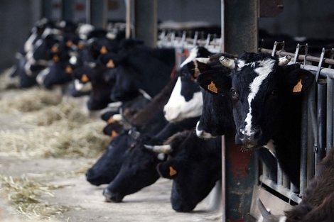 Vacas lecheras en una instalación ganadera, listas para su explotación. | Pablo Requejo