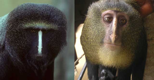Imamu es un mono verde africano, - Fundación Neotrópico