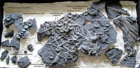 Los restos hallados del ictiosaurio. | Museo del Jurásico de Asturias