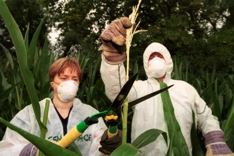 Activistas de Greenpeace cortan maíz transgénico en Alemania. | Reuters