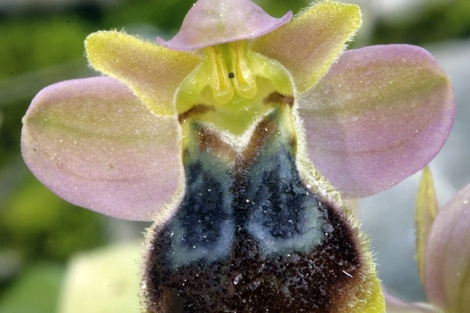 La nueva especie de orquidea descubierta en la Comunidad Valenciana. | UPV