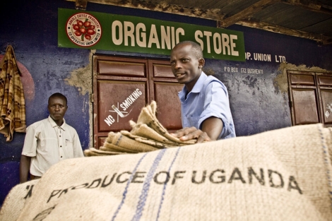 Productores ugandeses de caf de Comercio Justo.
