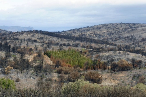 Parcelas experimentales de cipreses en Jrica, tras el incendio de Andilla. | Imelsa