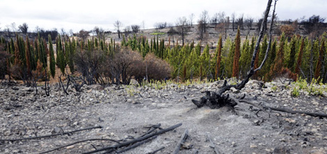 La barrera de cipreses que sobrevivi al incendio de Andilla.