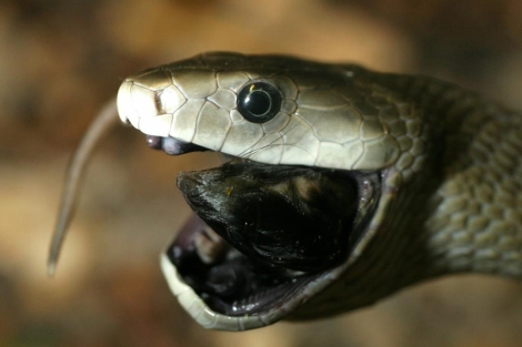 Un ejemplar de la serpiente africana mamba negra. | EM