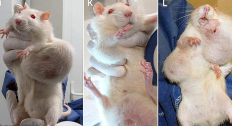 Tres de las ratas que padecieron tumores tras el experimento. | Charly Triballeau