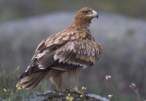 Aguila imperial ibrica. | J. Martn Simn