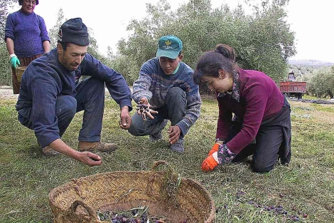 Varios jornaleros recogen aceituna del suelo en un olivar de Jan.