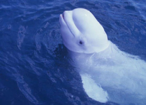 La ballena NOC que imitaba la voz humana. | FNMM
