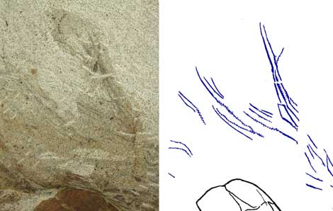 A la izquierda, las huellas de las plumas en el fósil. | Chris DeBuhr/Universidad de Calgary