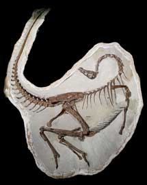Esqueleto de uno de los tres individuos. | Royal Tyrrel Museum