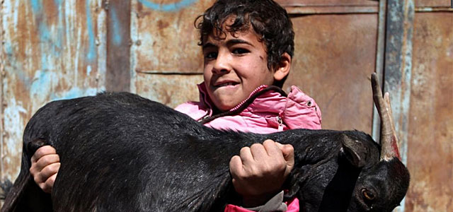 Un nio yemen, con un animal en un mercado.| VEA MS FOTOS