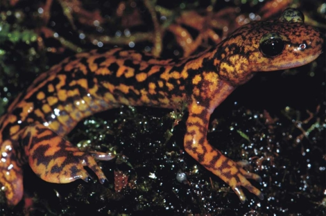 Una de las especies descubiertas de este tipo de salamandra. | CSIC