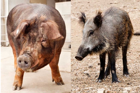 Un cerdo de la raza Duroc, en EEUU, y un jabalí, en Sierra Espuña (Murcia). | Nature