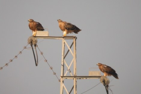 Jóvenes ejemplares de águila imperial posados en un tendido eléctrico. | F. Migres